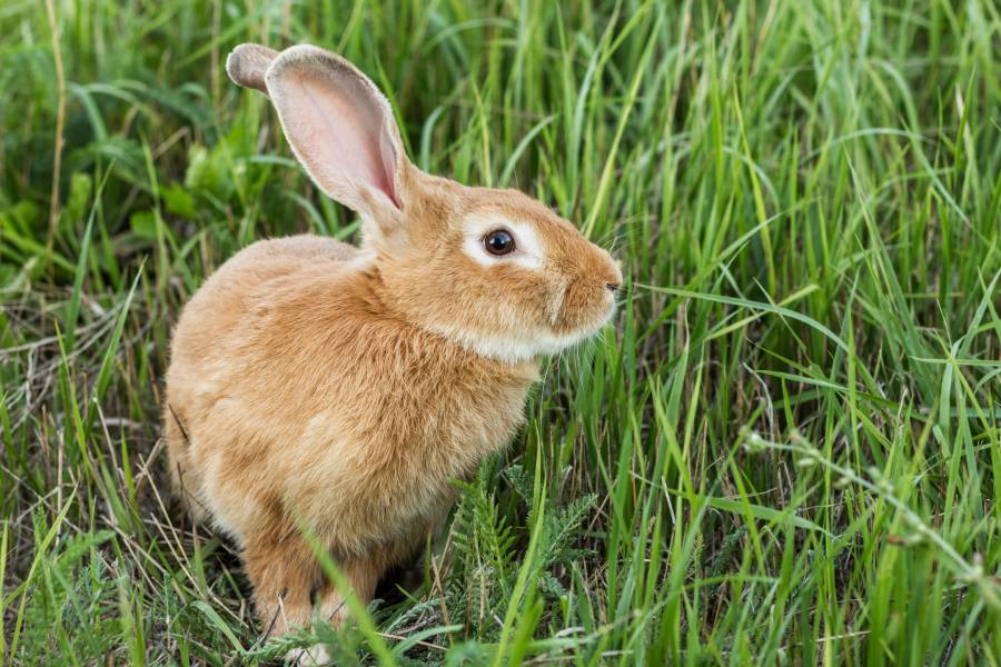 Lapin