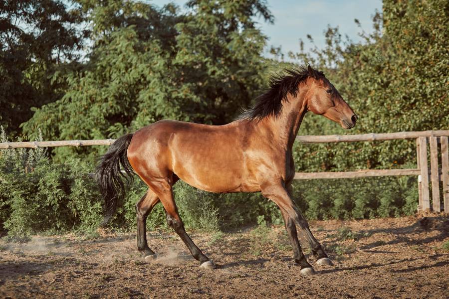 chevaux