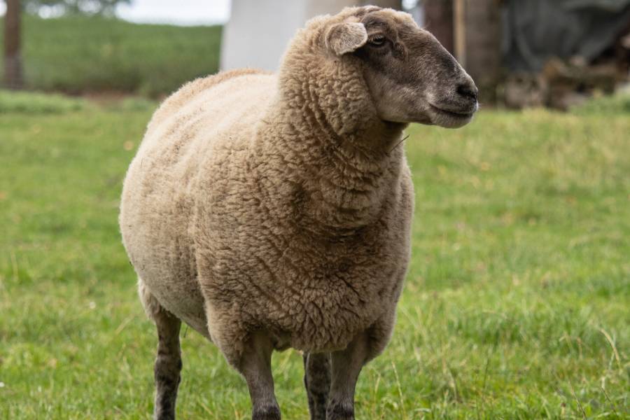 Le mouton