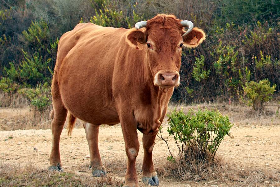 vaches